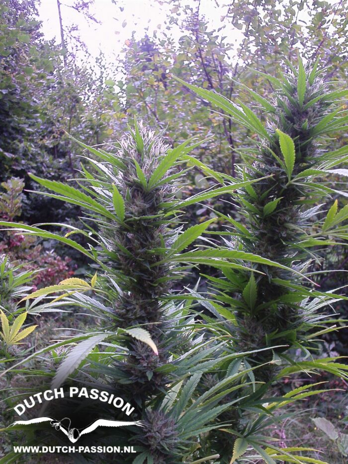 Passion #1