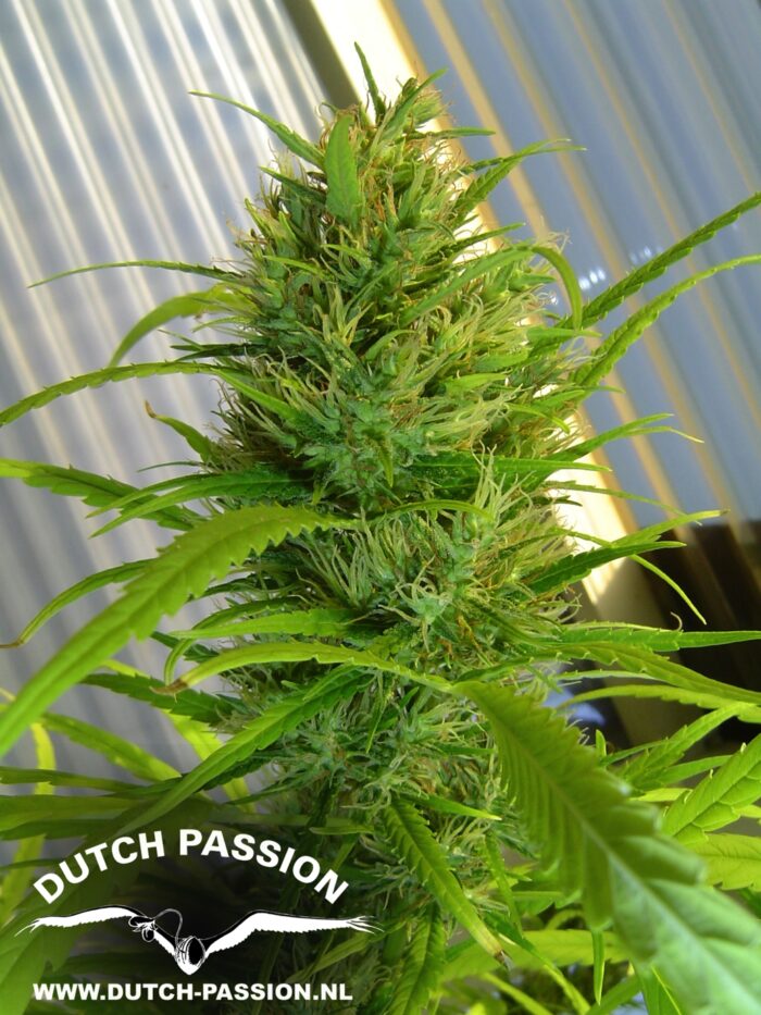 Passion #1
