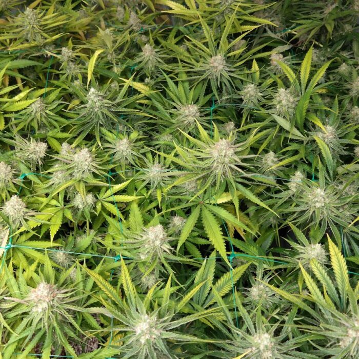 Peyote Cookies