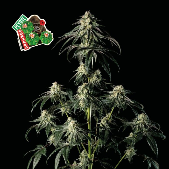 Peyote Gorilla