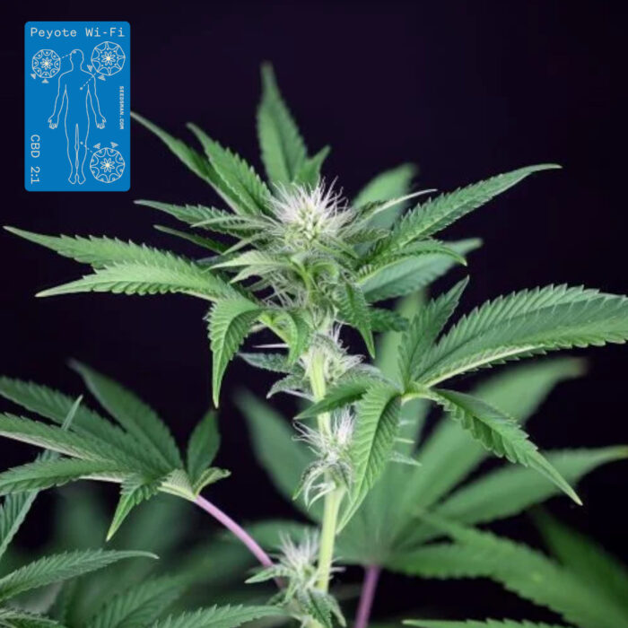 Peyote Wi-Fi CBD 2:1