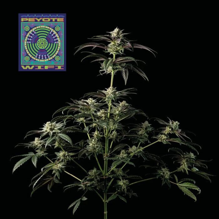 Peyote Wi-Fi