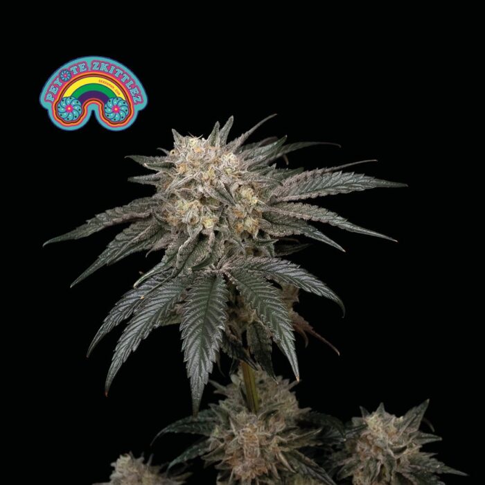 Peyote Zkittlez