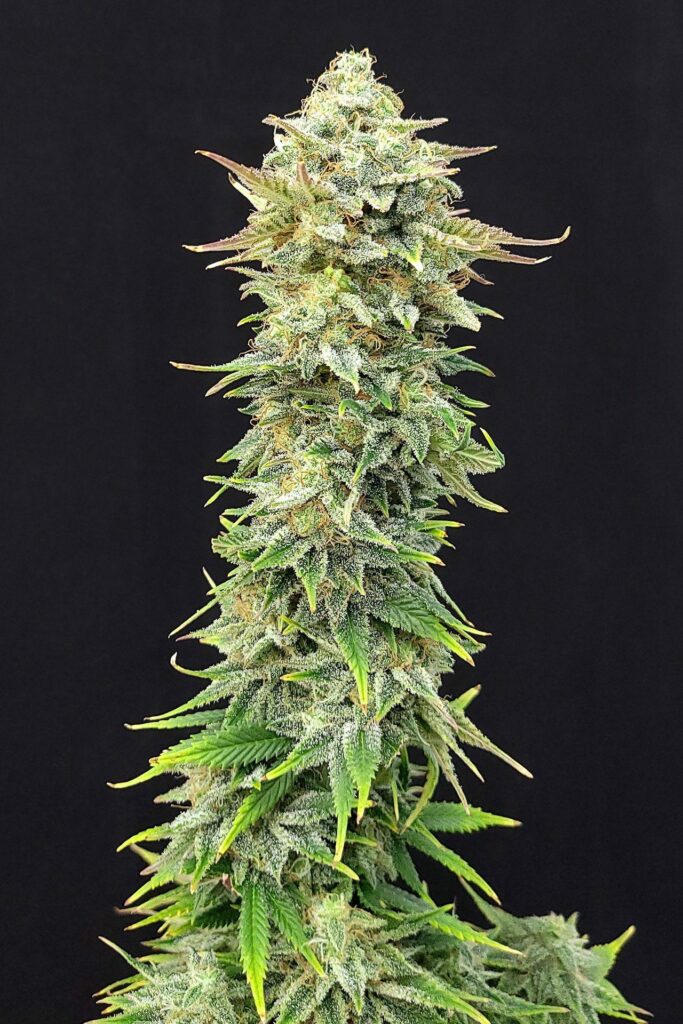 Pineapple Dream