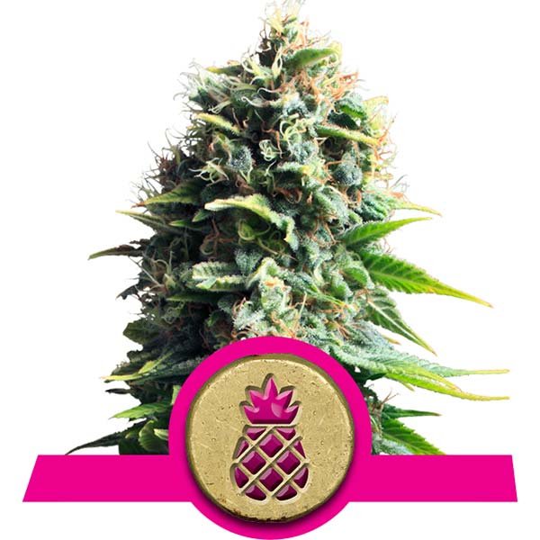 Pineapple Kush