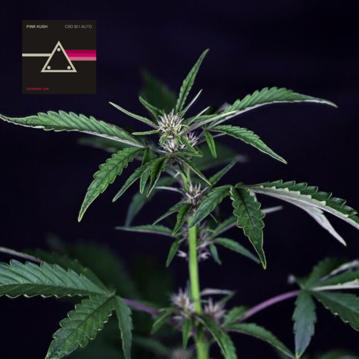 Pink Kush CBD 30:1 Auto