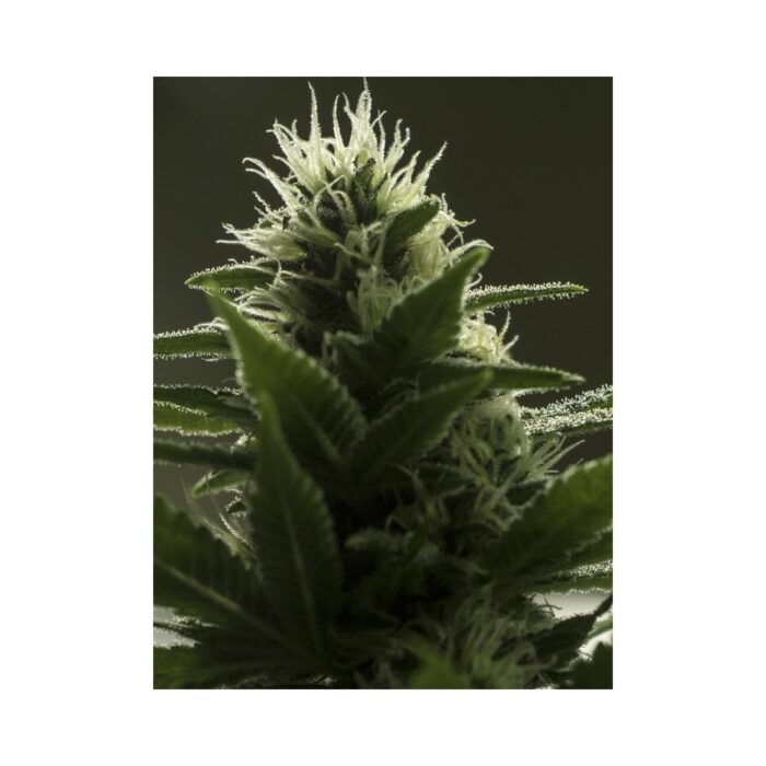 Pink Plant