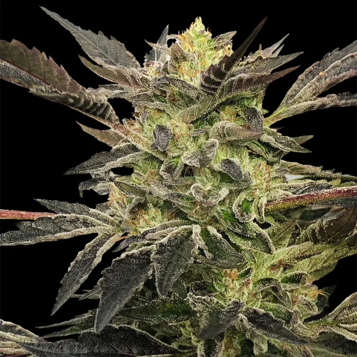 Pink Sunset Auto