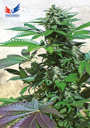 Blue Rhino