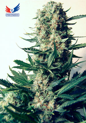 Critical #47