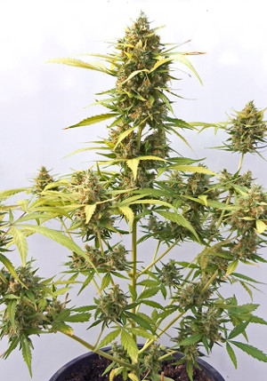 Critical Express