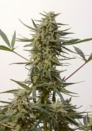 Critical 47 Express