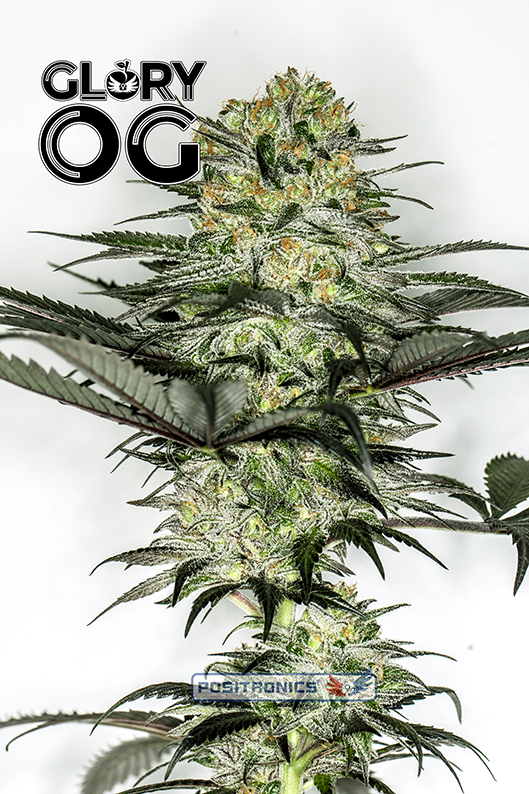 Glory OG