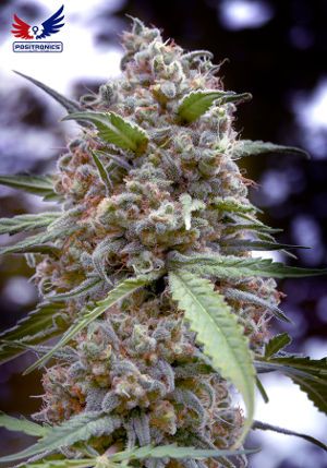 Grapefruit