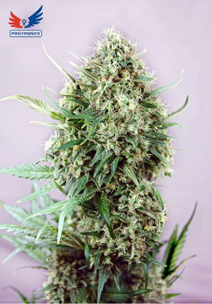 Jack Diesel