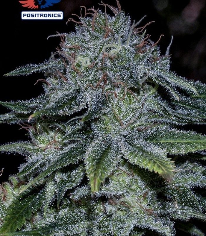 MYSTIC COOKIE