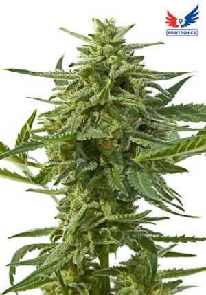 Northern Haze Express