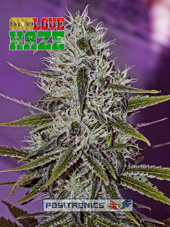 One Love Haze