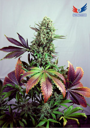 Purple Haze #1