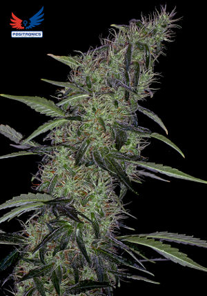 Somango 47