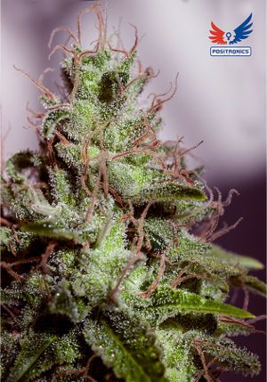 Super Cheese Express
