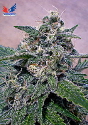 Supercheese
