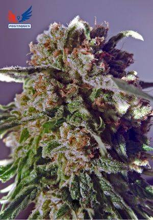 CBD + Black Widow