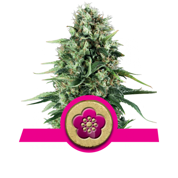 Power Flower