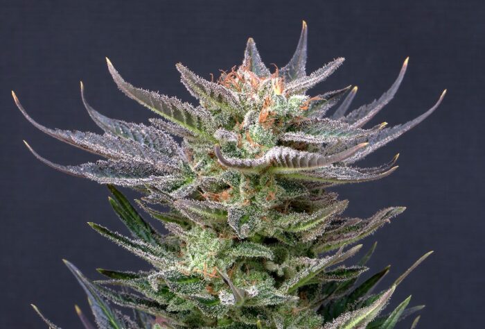 Purple Dream Auto