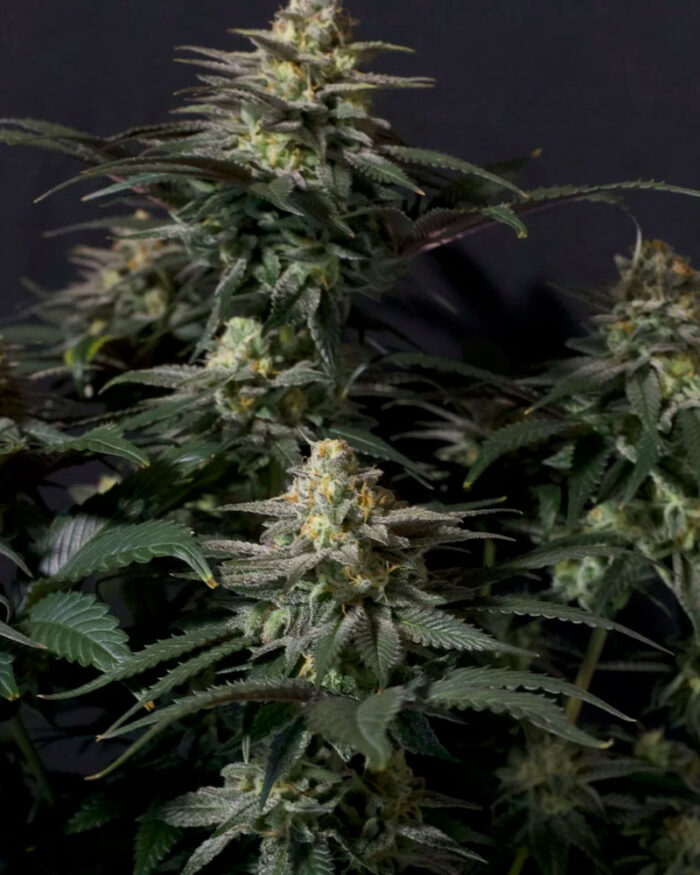 Purple Lemonade Fast Flowering