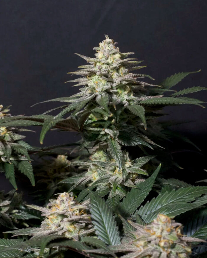 Purple Lemonade Fast Flowering