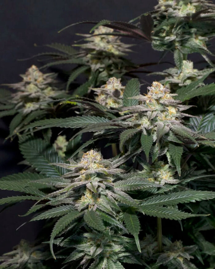 Purple Lemonade Fast Flowering