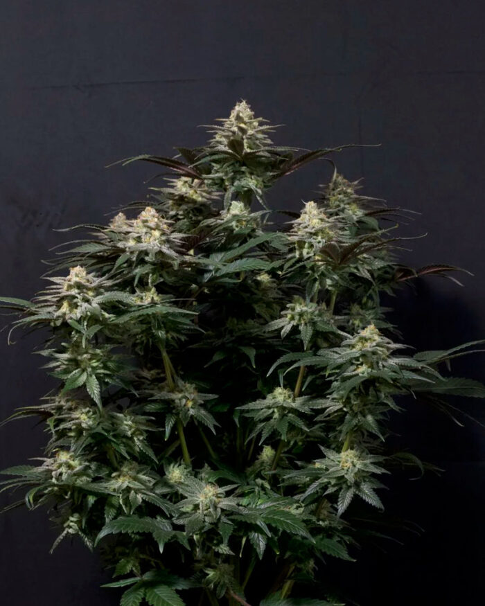 Purple Lemonade Fast Flowering