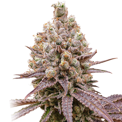 Purple OG Punch