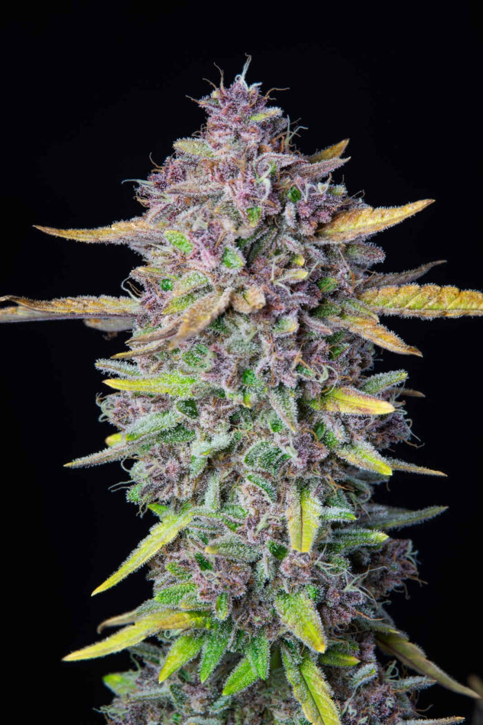 Purple Punch Auto
