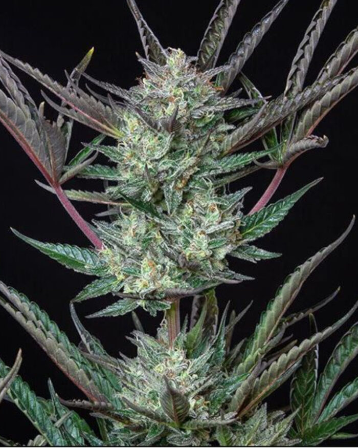 Purple Punch Automatic