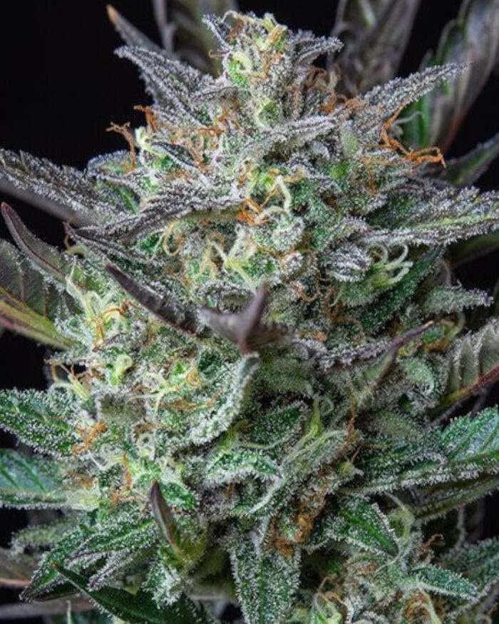 Purple Punch Automatic