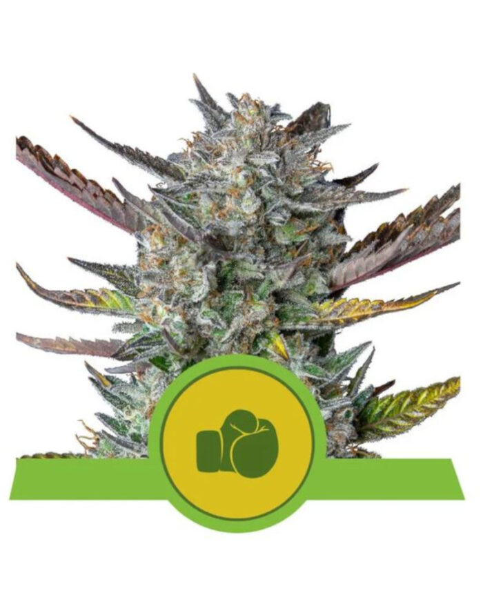 Purple Punch Automatic