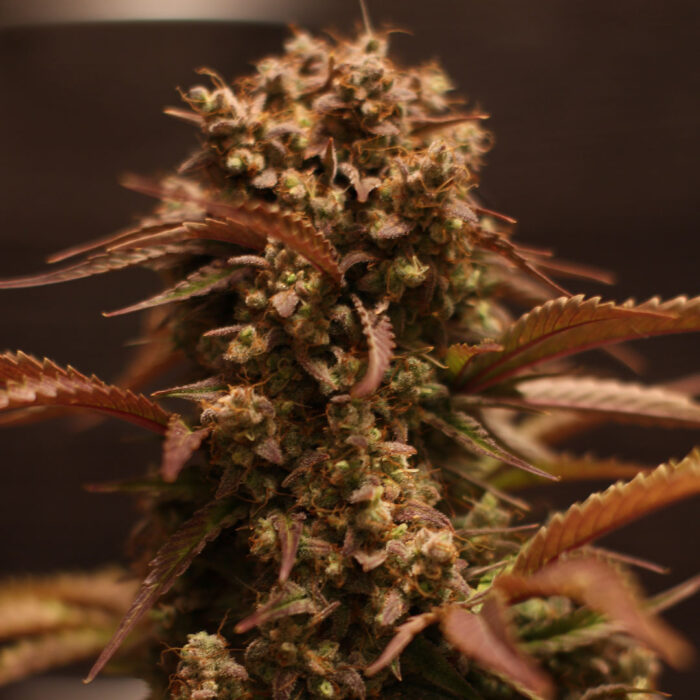 Purple Ryder Auto