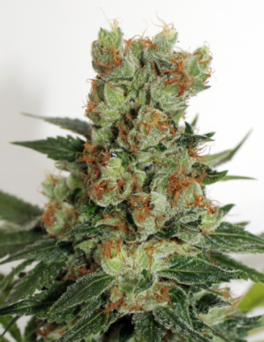 Fuel OG