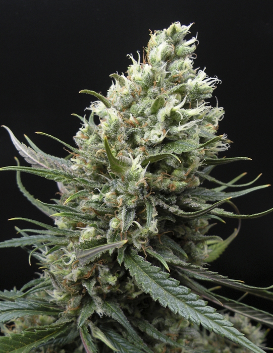 Ripper Haze