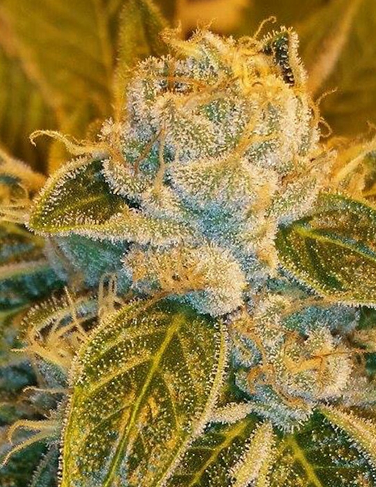 Sour Ripper