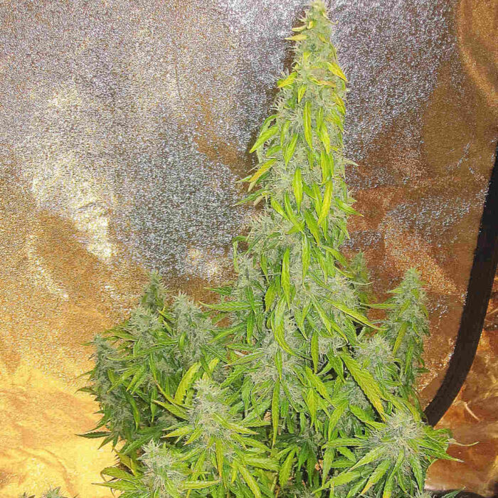 Rock Machine Auto