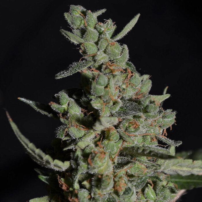 Rock Machine Auto