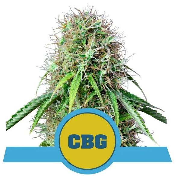 Royal CBG Automatic