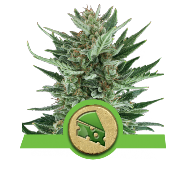 Royal Cheese Automatic