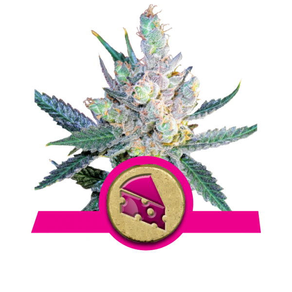 Royal Cheese Fast Flowering