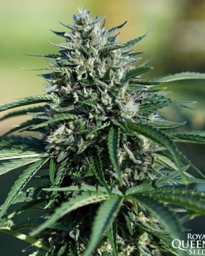 Royal Cookies Automatic