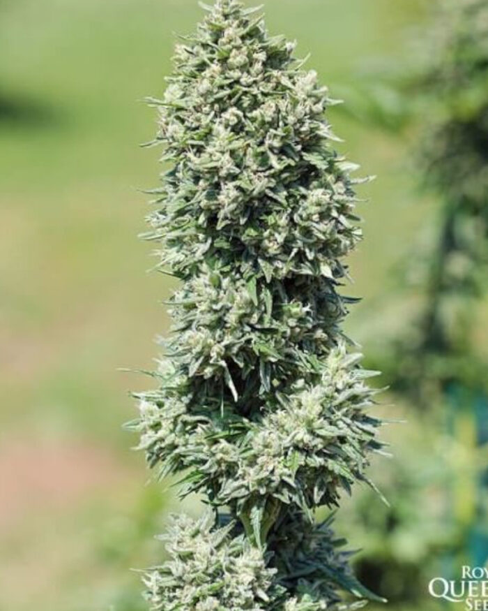 Royal Cookies Automatic