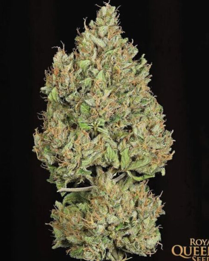 Royal Cookies Automatic